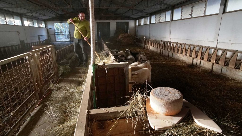 Fattoria Antonic Formaggio Pecora